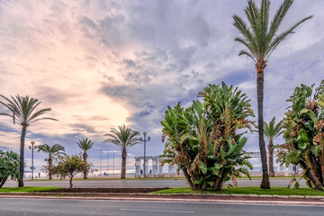 Fototapeta premium palm trees on the street