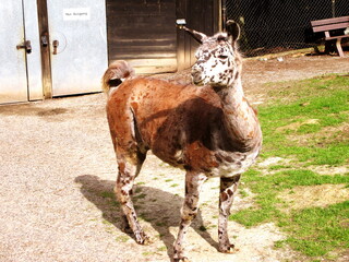 a spotted llama in the zoo © creativcontent