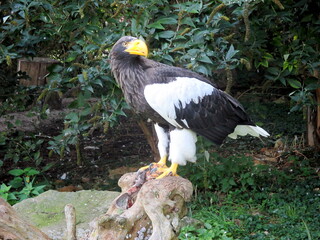 a beautiful giant sea eagle sits on its prey