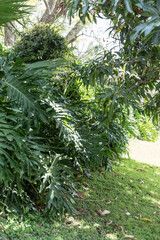 Greenhouse full of green plants.