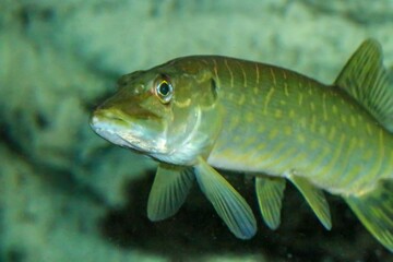 El lucio norteño o lucio (Esox lucius) es una especie de pez carnívoro, especie exótica del río Guadiana (España y Portugal). Son típicas de las aguas dulces y salobres del hemisferio norte.