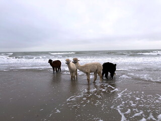 alpakas on the beach in zeeland