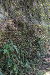 Greenhouse full of green plants.