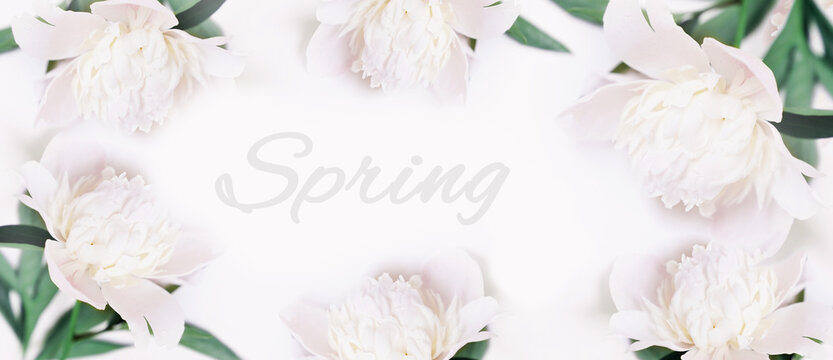 Many white peonies on light grey background banner with text Spring. High quality photo