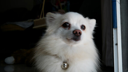 Fluffy cute pomeranian dog waiting for someone