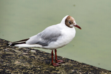 Jardines del Palacio de Versalles, Francia.
