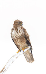 Winter. A common buzzard (Buteo buteo) perched on a branch