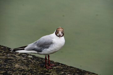 Jardines del Palacio de Versalles, Francia.
