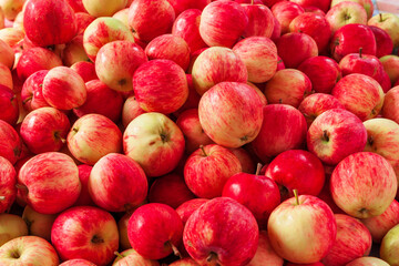 A mountain of red and yellow apples. Background from red and yellow ripe rustic apples.