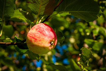 Apple orchard. A branch with a lonely apple, illuminated by the daytime sun.