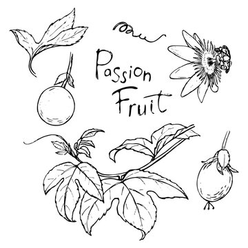 A set of sketches of passion fruit branches and fruits.