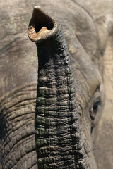 The African bush elephant (Loxodonta africana), trunk. Close up of an elephant's trunk.