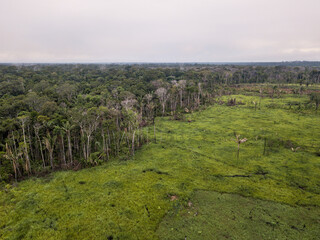 Deforested area to plant grass and open pasture for cattle farms in the Amazon rainforest, Brazil....