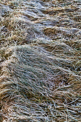 dry grass sticking out