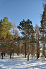 лес береза forest birch