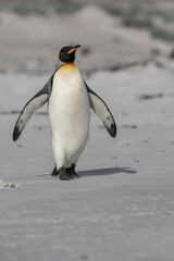 The king penguin (Aptenodytes patagonicus)