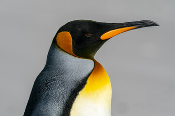 The king penguin (Aptenodytes patagonicus)