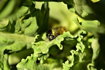 Cabbage caterpillar on a green eaten cabbage leaf - macro