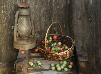  Cherry tomatoes in a wicker basket on the background of an old wooden wall. An antique kerosene lamp stands next to the basket.