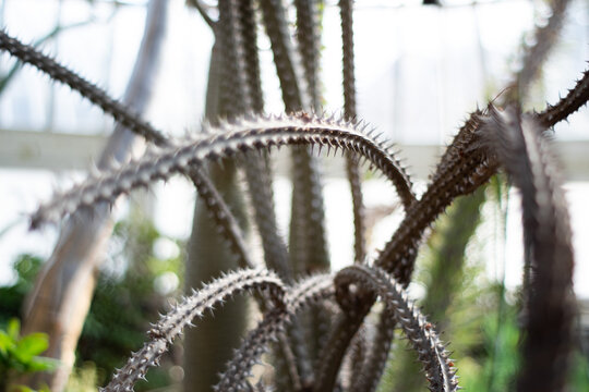 Photo of cactus, vine-like.
