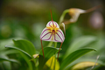 Beautiful Masdevallia orchid in the Quito Botanical Gardens, Quito, Ecuador