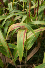 Obraz premium Sorghum bicolor