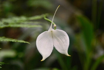 Fototapeta na wymiar White Masdevallia orchid in the Quito Botanical Gardens, Quito, Ecuador