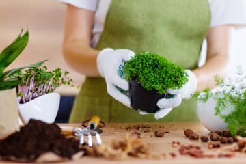 Woman gardeners transplanting plant in ceramic pots on the design wooden table. Concept of home garden. Spring time. Stylish interior with a lot of plants. Taking care of home plants. Template.