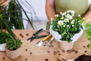 Woman gardeners transplanting plant in ceramic pots on the design wooden table. Concept of home garden. Spring time. Stylish interior with a lot of plants. Taking care of home plants. Template.