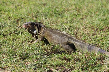 island land iguana