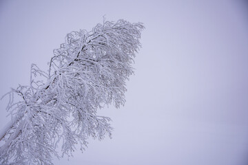 tree branches