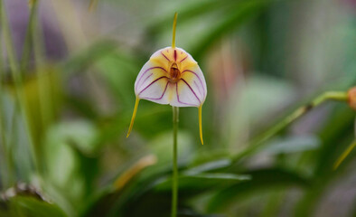 Beautiful Masdevallia orchid in the Quito Botanical Gardens, Quito, Ecuador