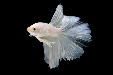 White betta fish moving moment beautiful fancy halfmoon betta, fighting fish, siam betta fish on black background.