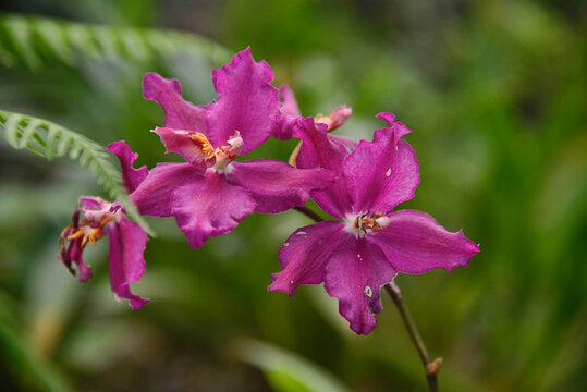 Odontoglossum orchids in the Quito Botanical Gardens, Quito, Ecuador