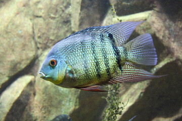 Peces ornamentales de agus salada en acuario
