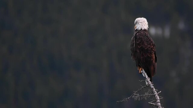 Bald eagle in the wild