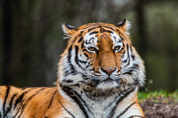 Naklejka premium Tiger