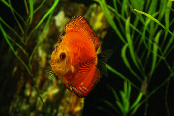 Peces ornamentales de agus salada en acuario