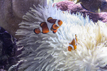 Peces ornamentales de agus salada en acuario