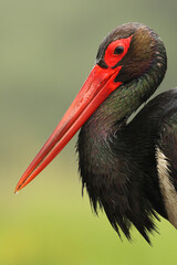 Portrait of the black stork (Ciconia nigra) with green backround.Large black stork with red beak.