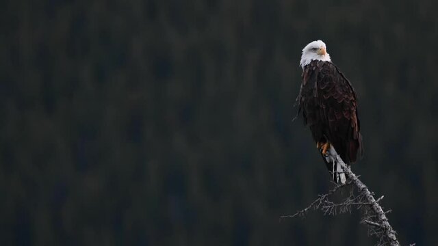 Bald eagle in the wild
