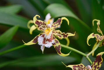 Odontoglossum orchids in the Quito Botanical Gardens, Quito, Ecuador