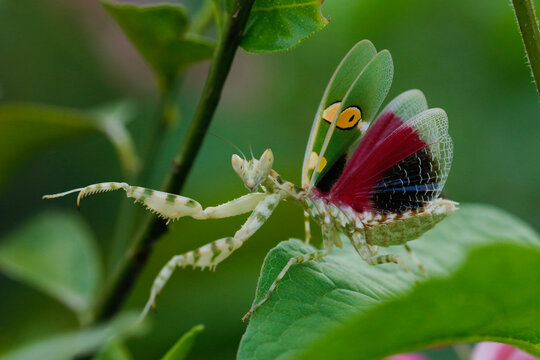 the beautiful creobroter gemmatus mantis in the flower