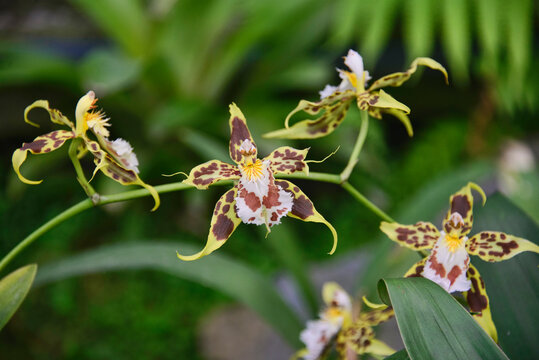 Odontoglossum orchids in the Quito Botanical Gardens, Quito, Ecuador