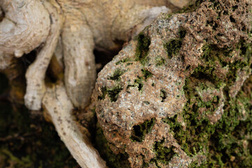 Macro photo of bonsai roots