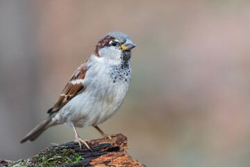 A male house sparrow on a log with moss