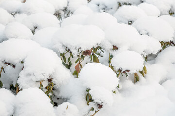  flowers in beautiful snowy white snow caps