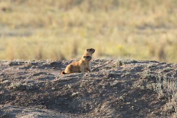 The Groundhog sits near a hole and shouts. Beautiful morning light. The Groundhog's mouth is open. A life-size portrait of the animal.