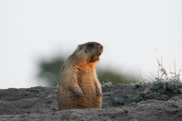 Marmota bobak stands on its hind legs near the burrow and screams. It's like he's singing....