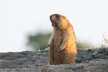 Marmota bobak stands on its hind legs near the burrow and screams. It's like he's singing. Beautiful morning light. A life-size portrait of the animal. The background is blurred.